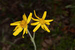 Common Leopardbane